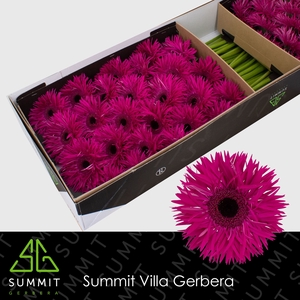 Gerbera Spider Renegade Doos