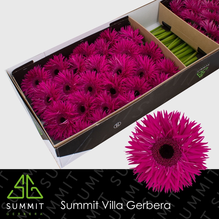 <h4>Gerbera Spider Renegade Doos</h4>