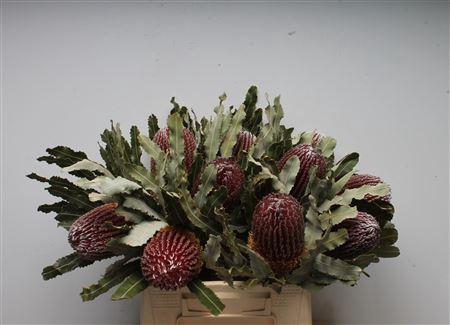 <h4>Banksia Menziesi</h4>