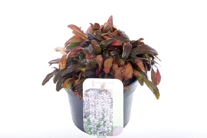 <h4>Ajuga Rep Chocolate Chips</h4>