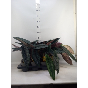 Alocasia scalprum