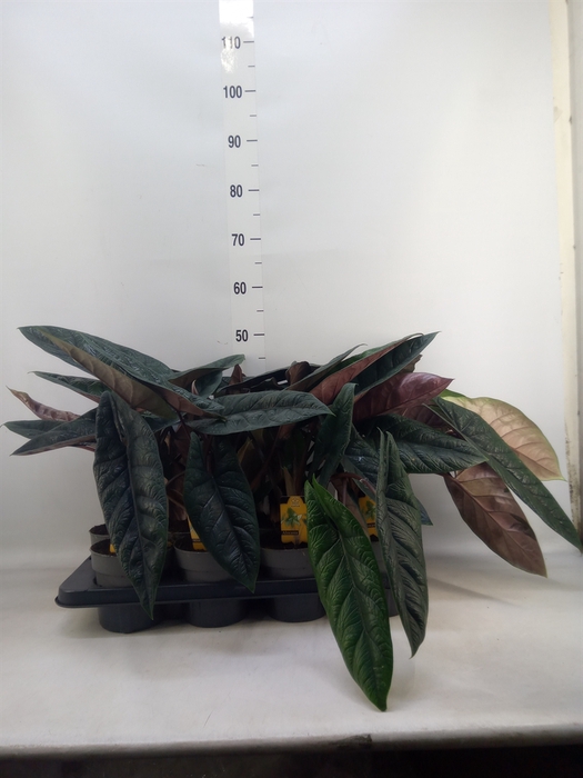 <h4>Alocasia scalprum</h4>