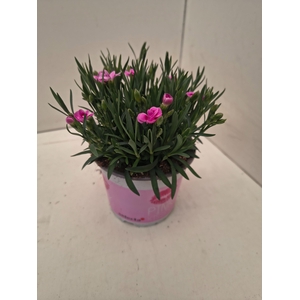 Dianthus Pink Kisses