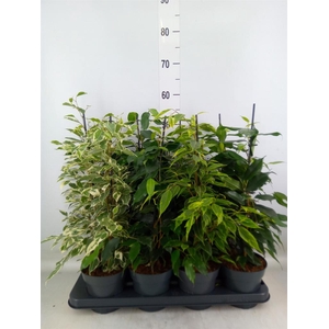 Ficus benja.   ...mix