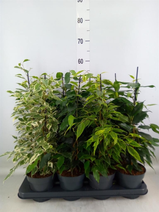 <h4>Ficus benja.   ...mix</h4>