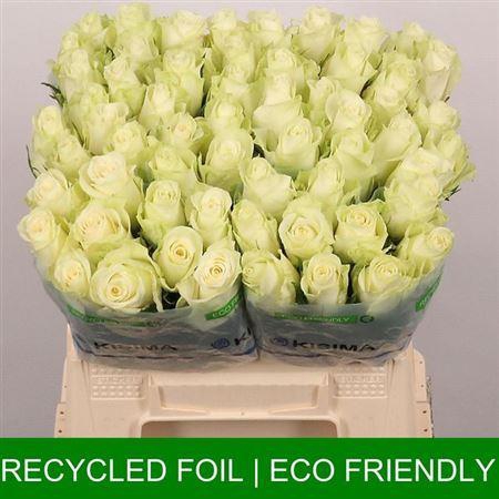 <h4>R Gr Athena</h4>