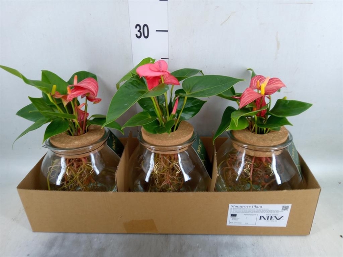 <h4>Planten  ..mix</h4>