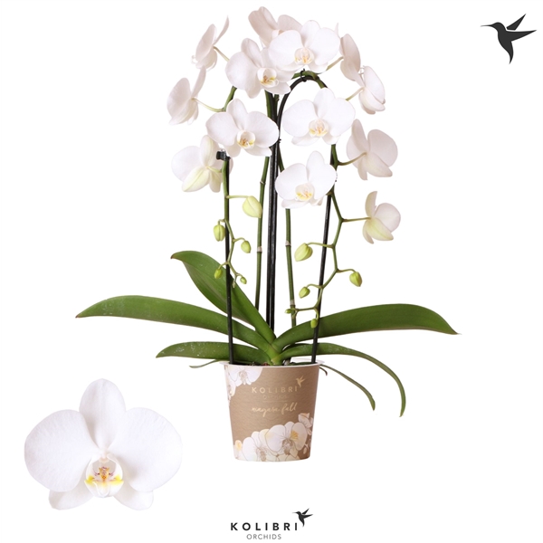 <h4>Kolibri Phal Niagara Fall Pure Silk</h4>