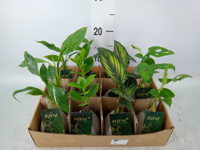 <h4>Planten  ..mix</h4>