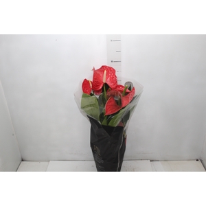 ANTHURIUM MICHIGAN P17 PREMIUM