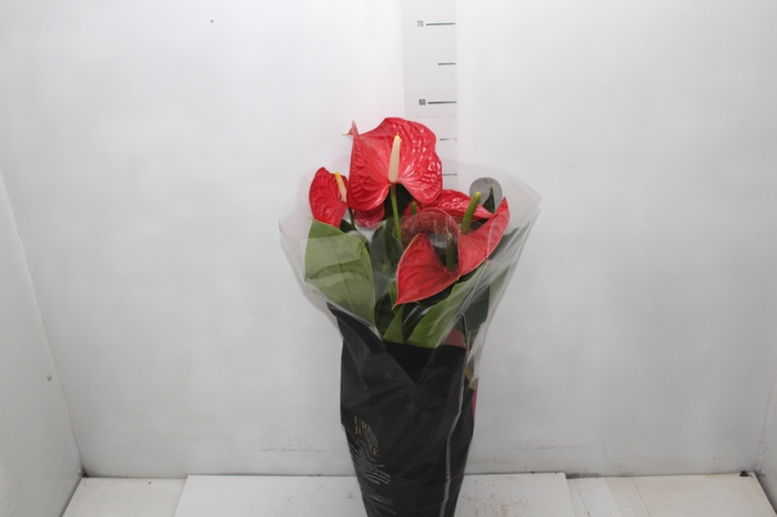 <h4>ANTHURIUM MICHIGAN P17 PREMIUM</h4>