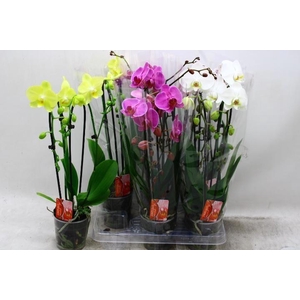PHAL EL CASCADE