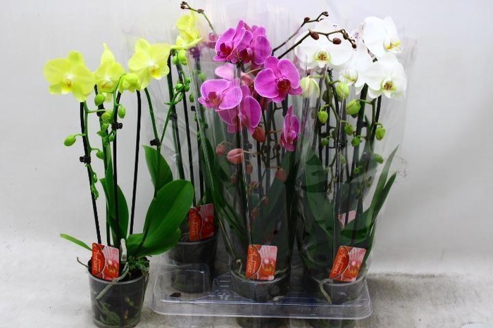 <h4>PHAL EL CASCADE</h4>