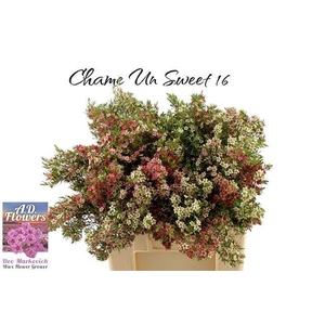CHAME UN MY SWEET 16