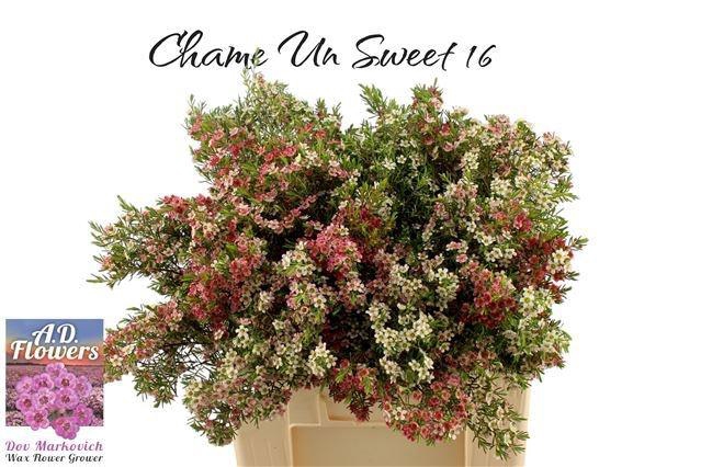 <h4>CHAME UN MY SWEET 16</h4>