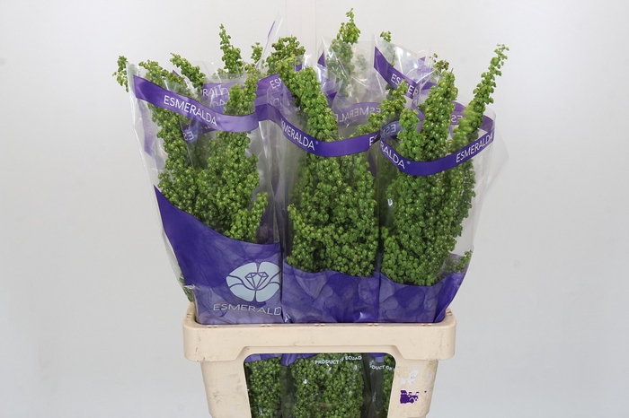 <h4>Rumex Unicorn</h4>