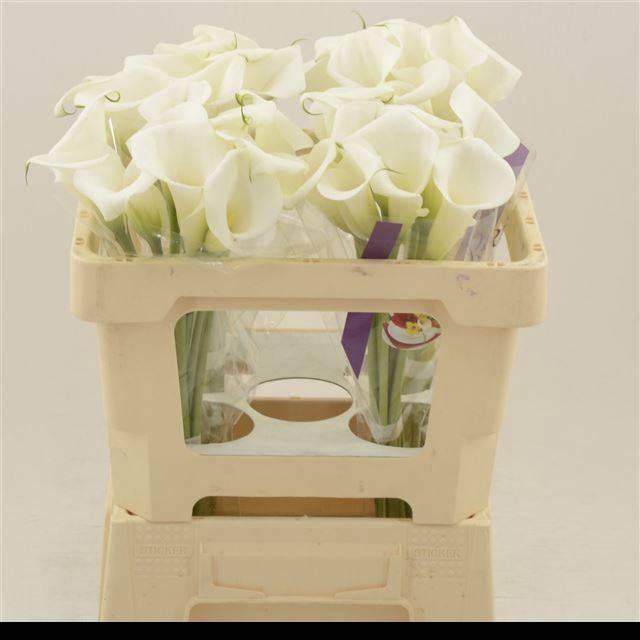 <h4>ZANT WHITE ART</h4>