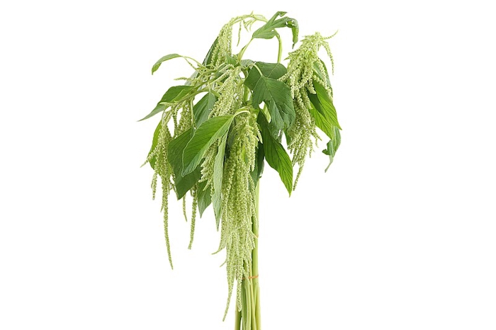 Amaranthus Hang Green Cord 50 cm