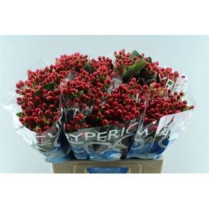 Hyp Coco Rio Red