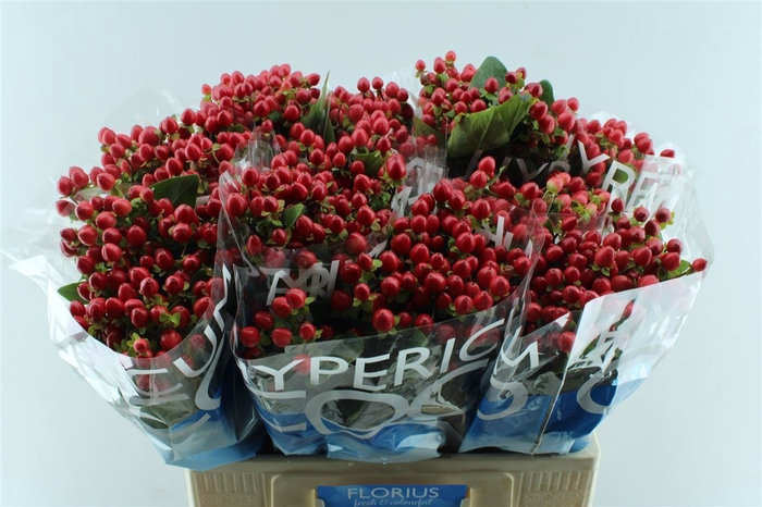 <h4>Hyp Coco Rio Red</h4>