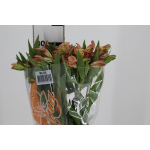 ALSTROEMERIA MILOS 080 CM