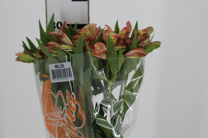 <h4>ALSTROEMERIA MILOS 080 CM</h4>