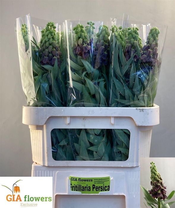 <h4>Frit Persica</h4>