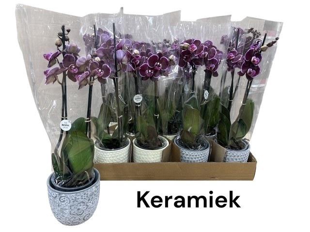 <h4>ARR PHALA MT 14+</h4>