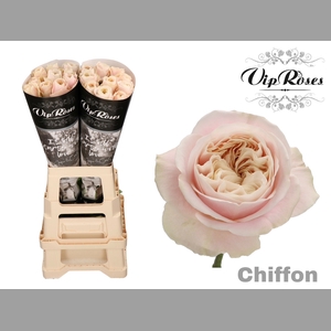 R GR CHIFFON x20