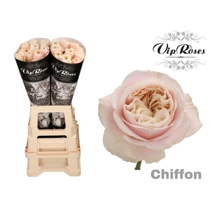 R GR CHIFFON