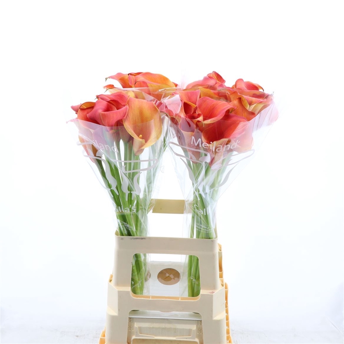 <h4>Calla Odeon</h4>