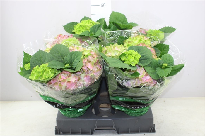 <h4>Hydrangea Pink Green 9-10</h4>