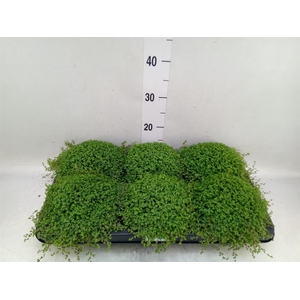 Soleirolia soleirolii