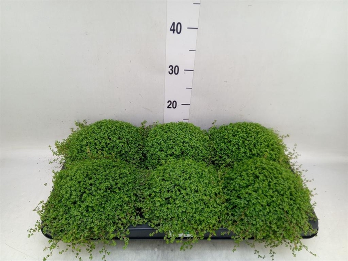 <h4>Soleirolia soleirolii</h4>