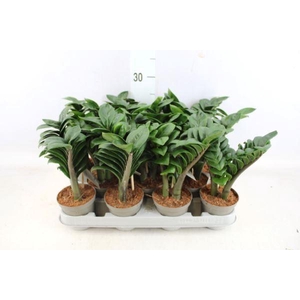 Zamioculcas zamiifolia 'Zenzi'