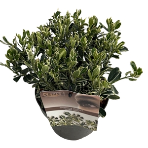 Euonymus jap. 'Susan' sense