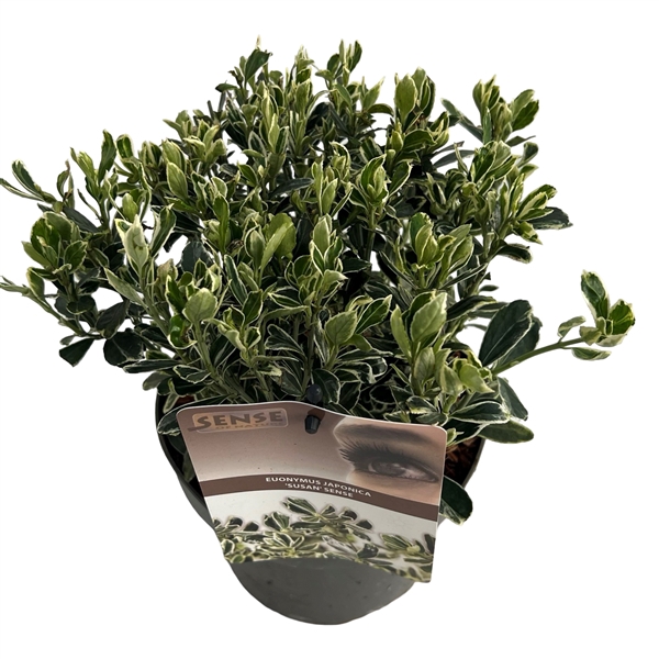 <h4>Euonymus jap. 'Susan' sense</h4>
