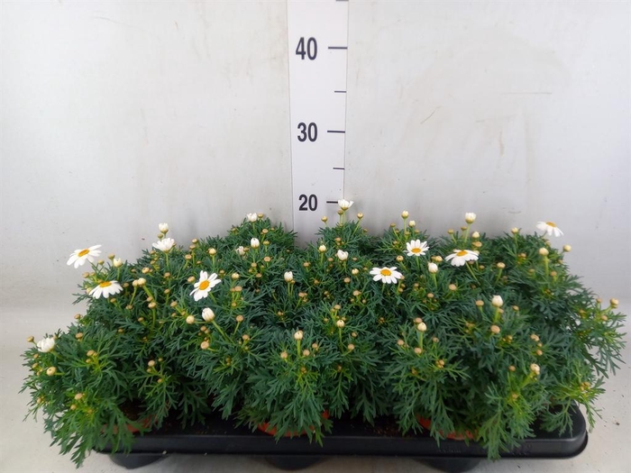 <h4>Argyranthemum  'La Rita White'</h4>