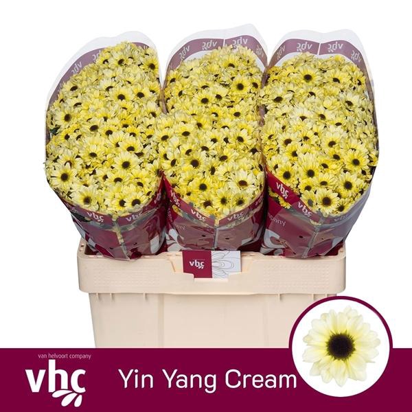 <h4>CHR SAN YI YAN CRE</h4>
