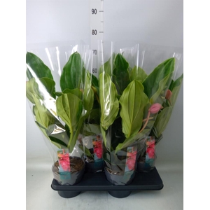 Medinilla magn. 'Flamenco'