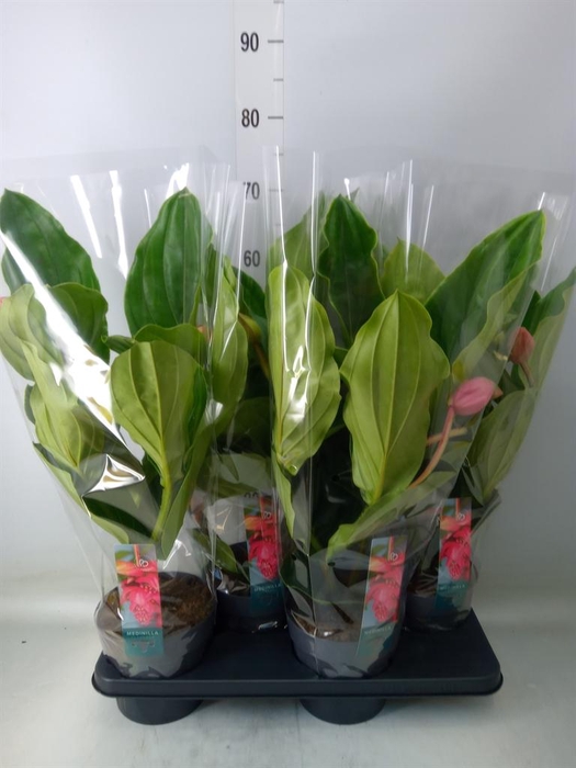 <h4>Medinilla magn. 'Flamenco'</h4>