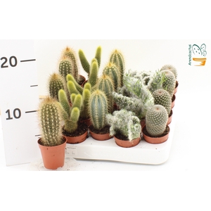 CACTUS GEM