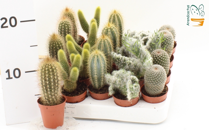 <h4>CACTUS GEM</h4>