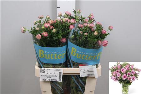 <h4>Ran Butterfly Hera</h4>