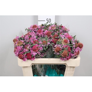 Scab At F Bicolor Pink Scoop