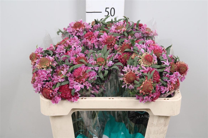 <h4>Scab At F Bicolor Pink Scoop</h4>