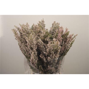 Erica White Per Buunch