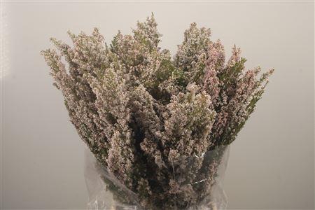 <h4>Erica White Per Buunch</h4>