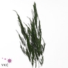 ASP S PYRAMIDALIS Asparagus Pyramidalis