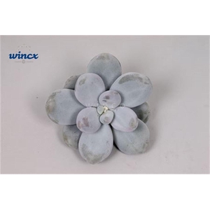 Pachyphitum Oviferum Cutflower Wincx-5cm